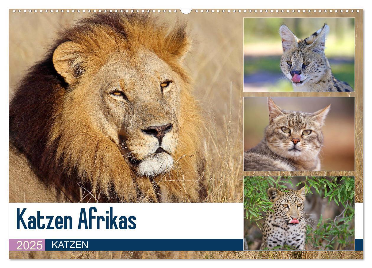 Cover: 9783435698332 | Katzen Afrikas (Wandkalender 2025 DIN A2 quer), CALVENDO...