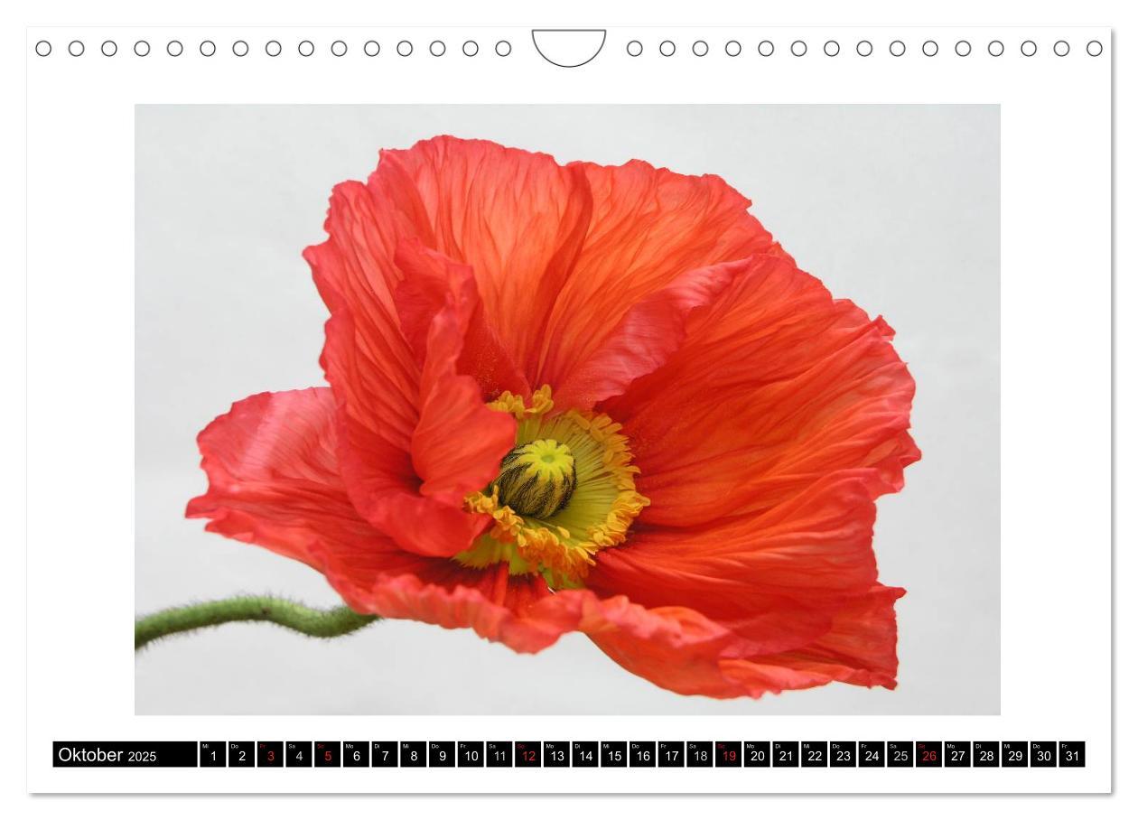 Bild: 9783435617517 | Mohn im Porträt (Wandkalender 2025 DIN A4 quer), CALVENDO...