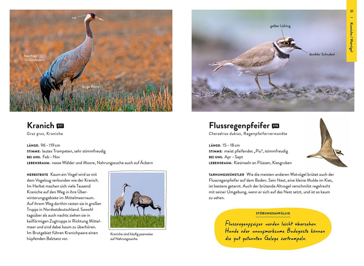 Bild: 9783440177235 | Nature Guide Vögel | Kalle Nibbenhagen | Taschenbuch | 160 S. | 2024