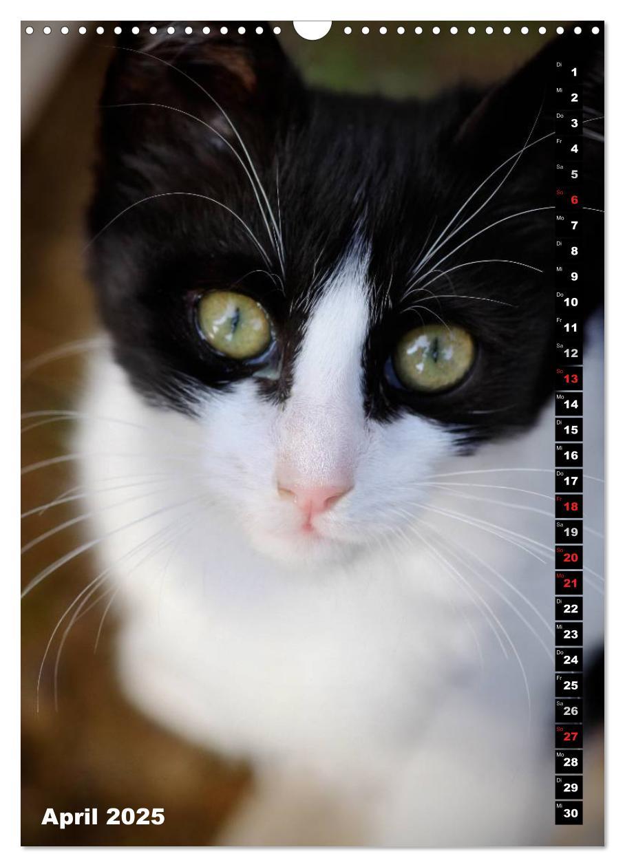 Bild: 9783457086865 | Istanbuls Katzen (Wandkalender 2025 DIN A3 hoch), CALVENDO...