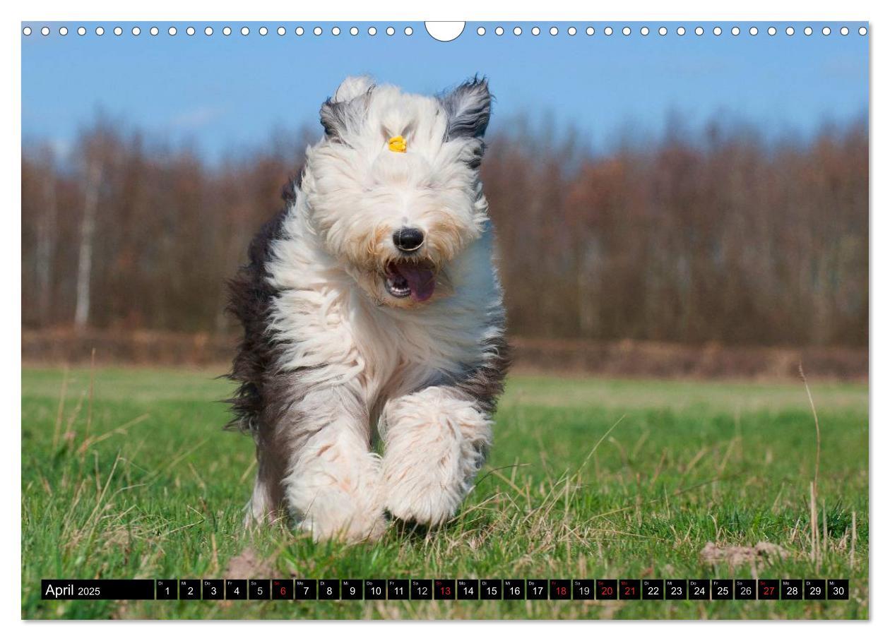 Bild: 9783435571680 | Traumhund Bobtail (Wandkalender 2025 DIN A3 quer), CALVENDO...