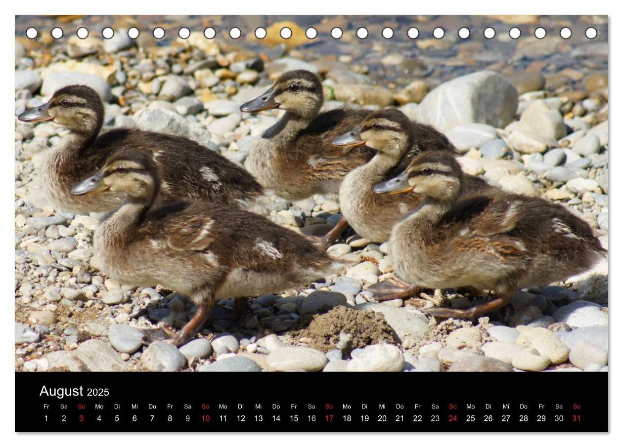 Bild: 9783435833610 | Das Leben der Enten (Tischkalender 2025 DIN A5 quer), CALVENDO...