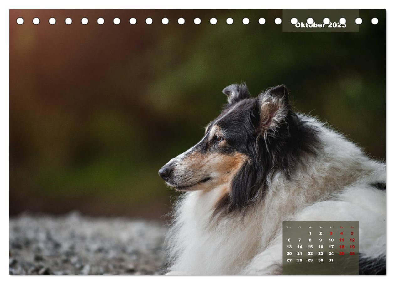 Bild: 9783435110179 | Typisch Collie (Tischkalender 2025 DIN A5 quer), CALVENDO...