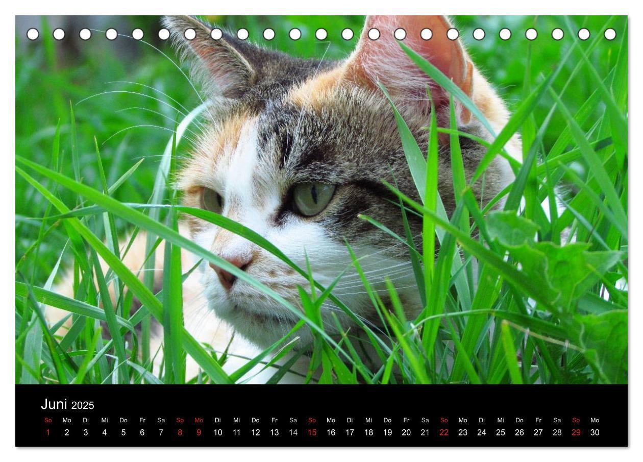 Bild: 9783435519729 | Haustiger - Ein Katzenkalender (Tischkalender 2025 DIN A5 quer),...