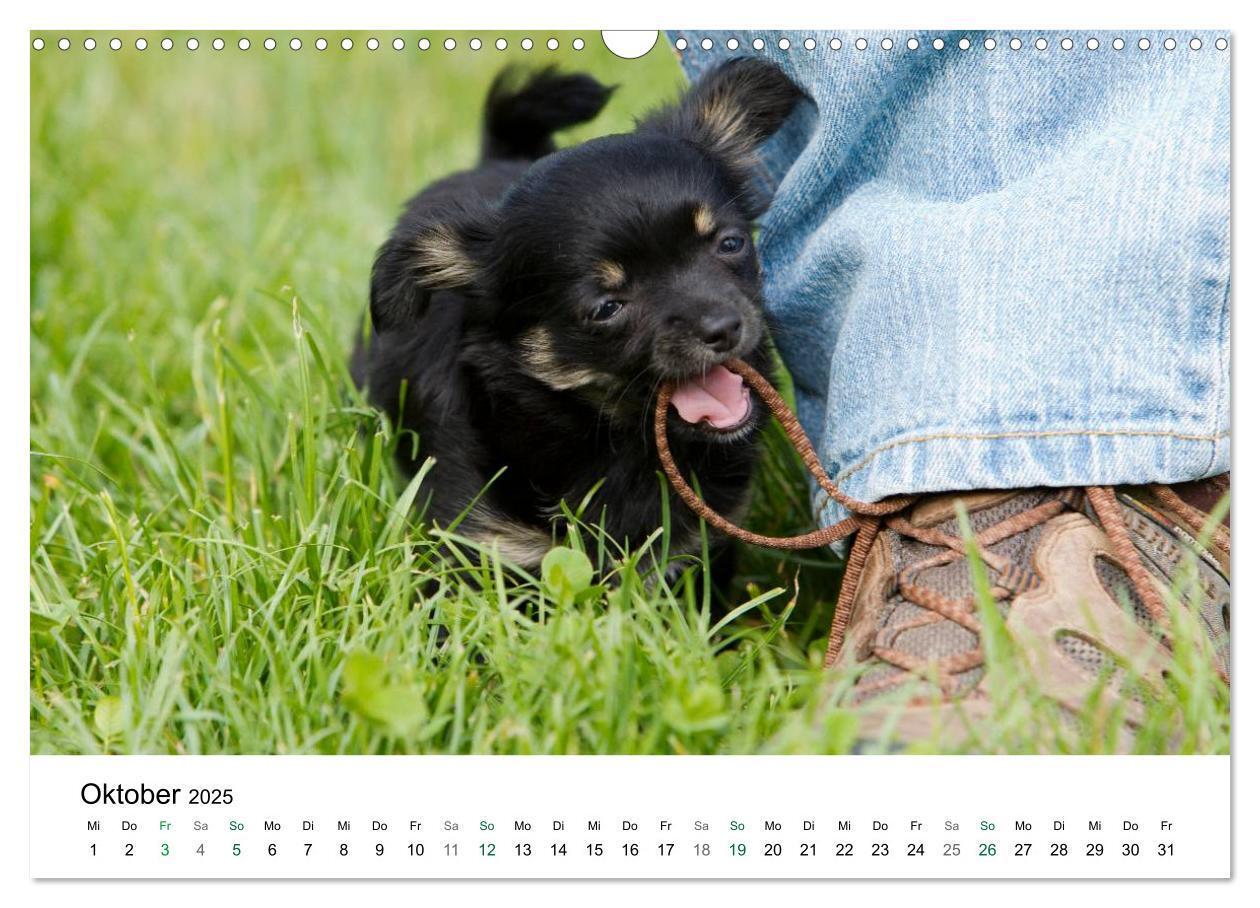 Bild: 9783435772247 | Chihuahuas - kleine Herzensbrecher (Wandkalender 2025 DIN A3 quer),...