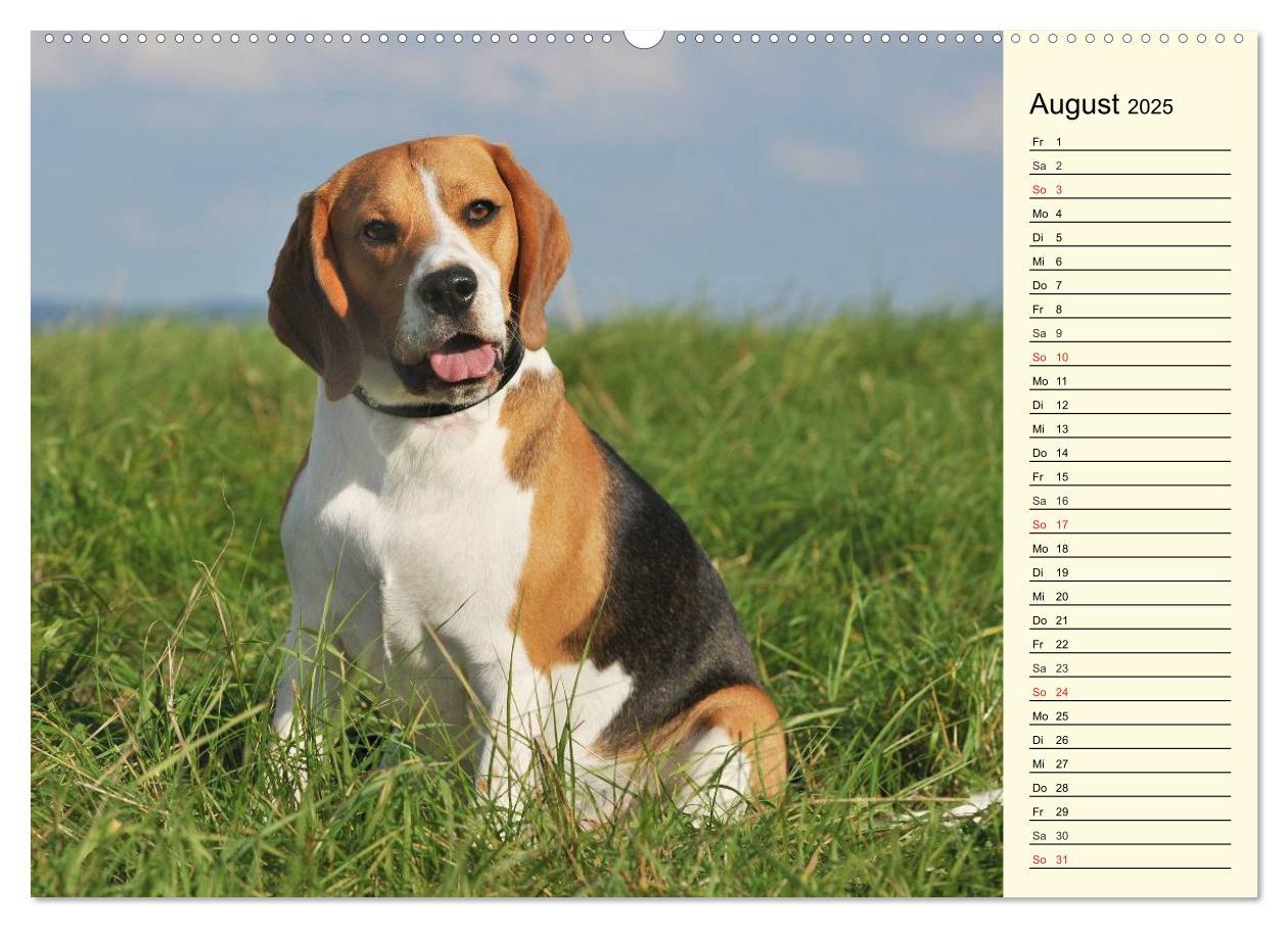 Bild: 9783435540884 | Beagle - Herz auf 4 Pfoten (Wandkalender 2025 DIN A2 quer),...