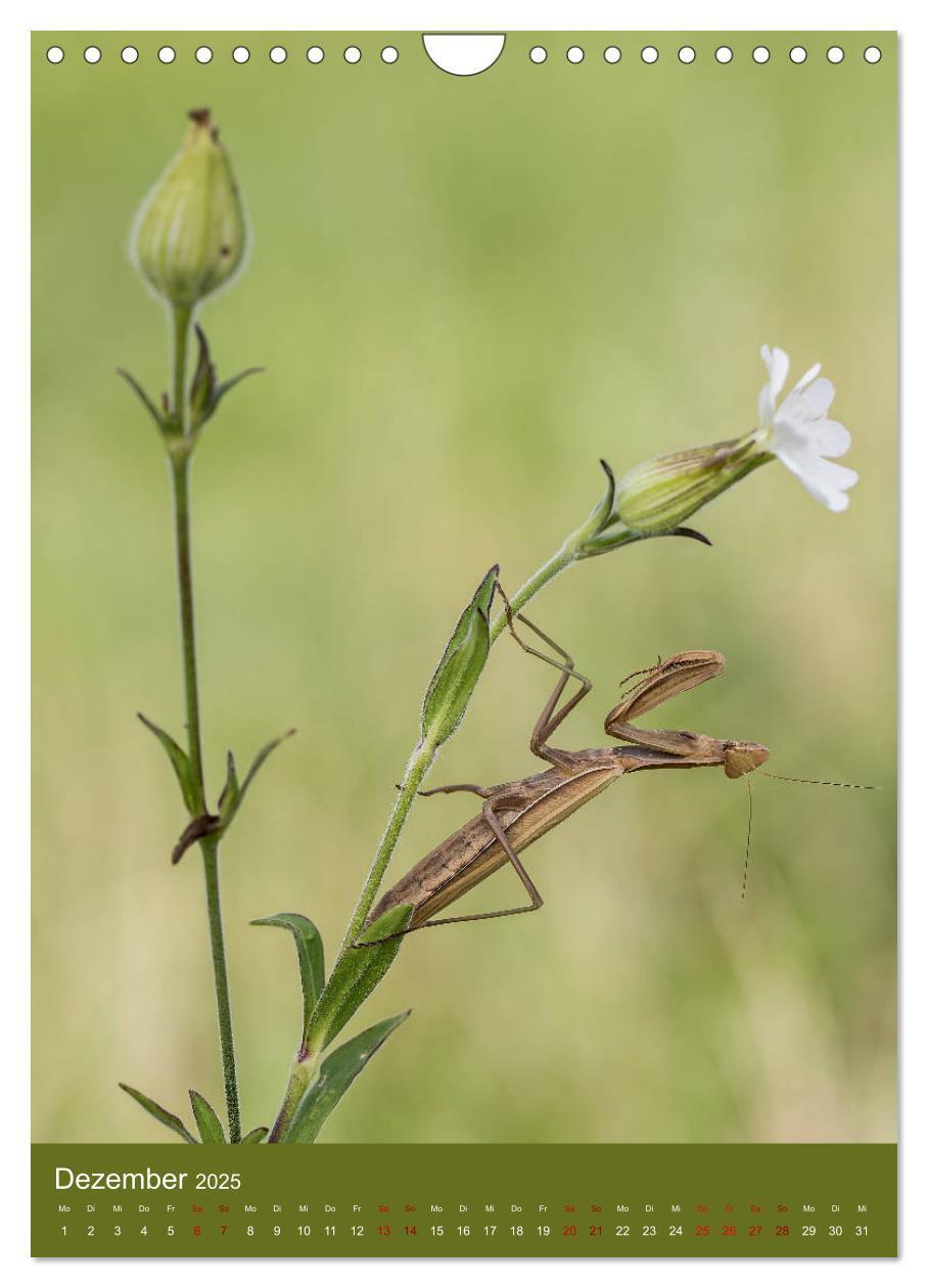 Bild: 9783435984558 | Die Gottesanbeterin. Räuber der Insektenwelt. (Wandkalender 2025...