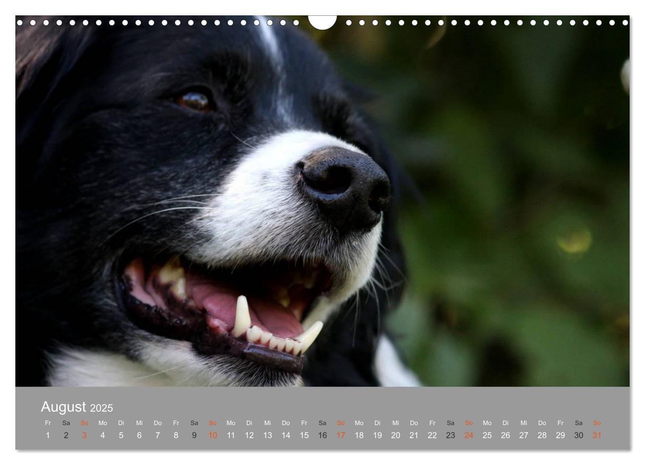 Bild: 9783435643622 | Graue Schnuten - Hunde in den besten Jahren (Wandkalender 2025 DIN...