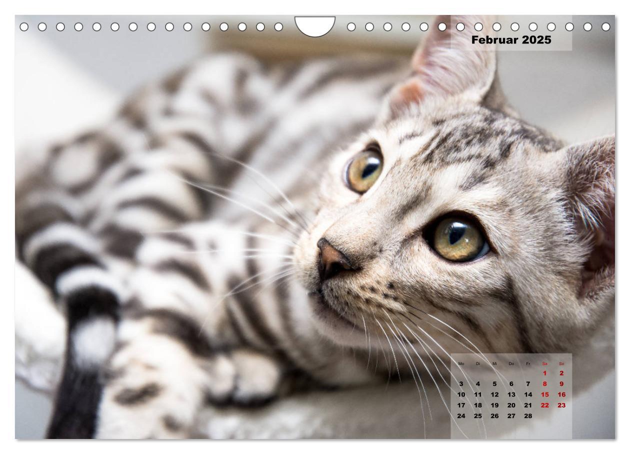 Bild: 9783435348527 | Bengal Kätzchen 2 (Wandkalender 2025 DIN A4 quer), CALVENDO...