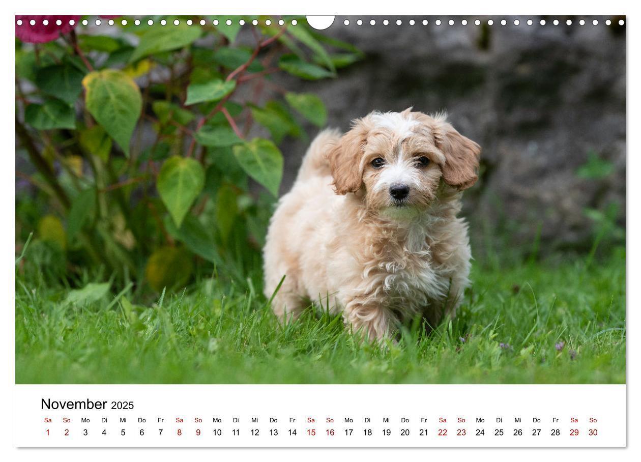 Bild: 9783435038053 | Maltipoo Welpen (Wandkalender 2025 DIN A3 quer), CALVENDO...