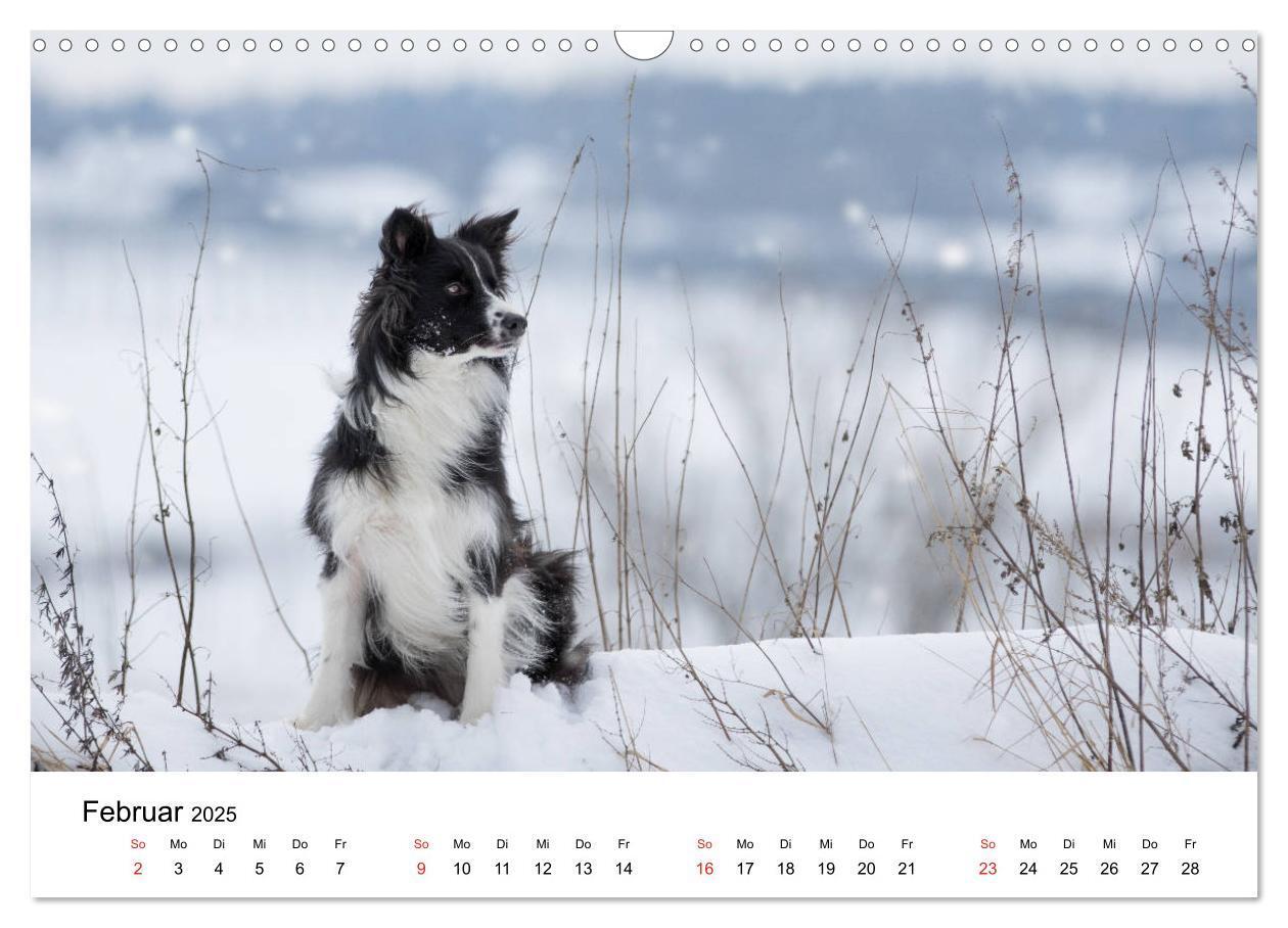 Bild: 9783435191383 | Border Collie - Bunt und clever! (Wandkalender 2025 DIN A3 quer),...