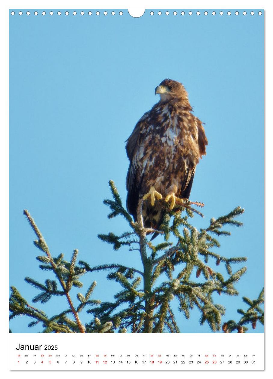 Bild: 9783383766411 | Adler, Eule und Co - Gefiederte Jäger im Portrait (Wandkalender...