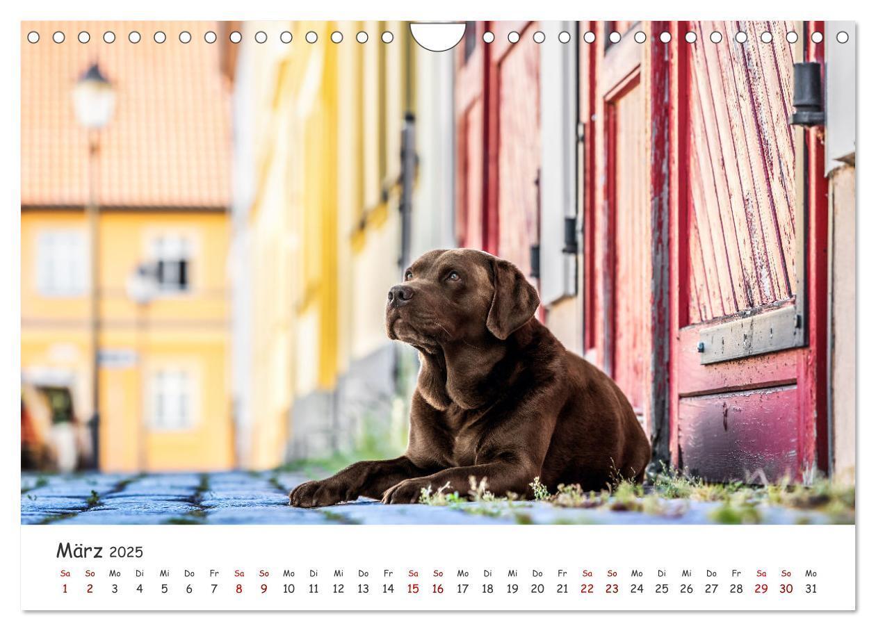 Bild: 9783457183526 | Berlin City Dogs - Berliner Hunde (Wandkalender 2025 DIN A4 quer),...