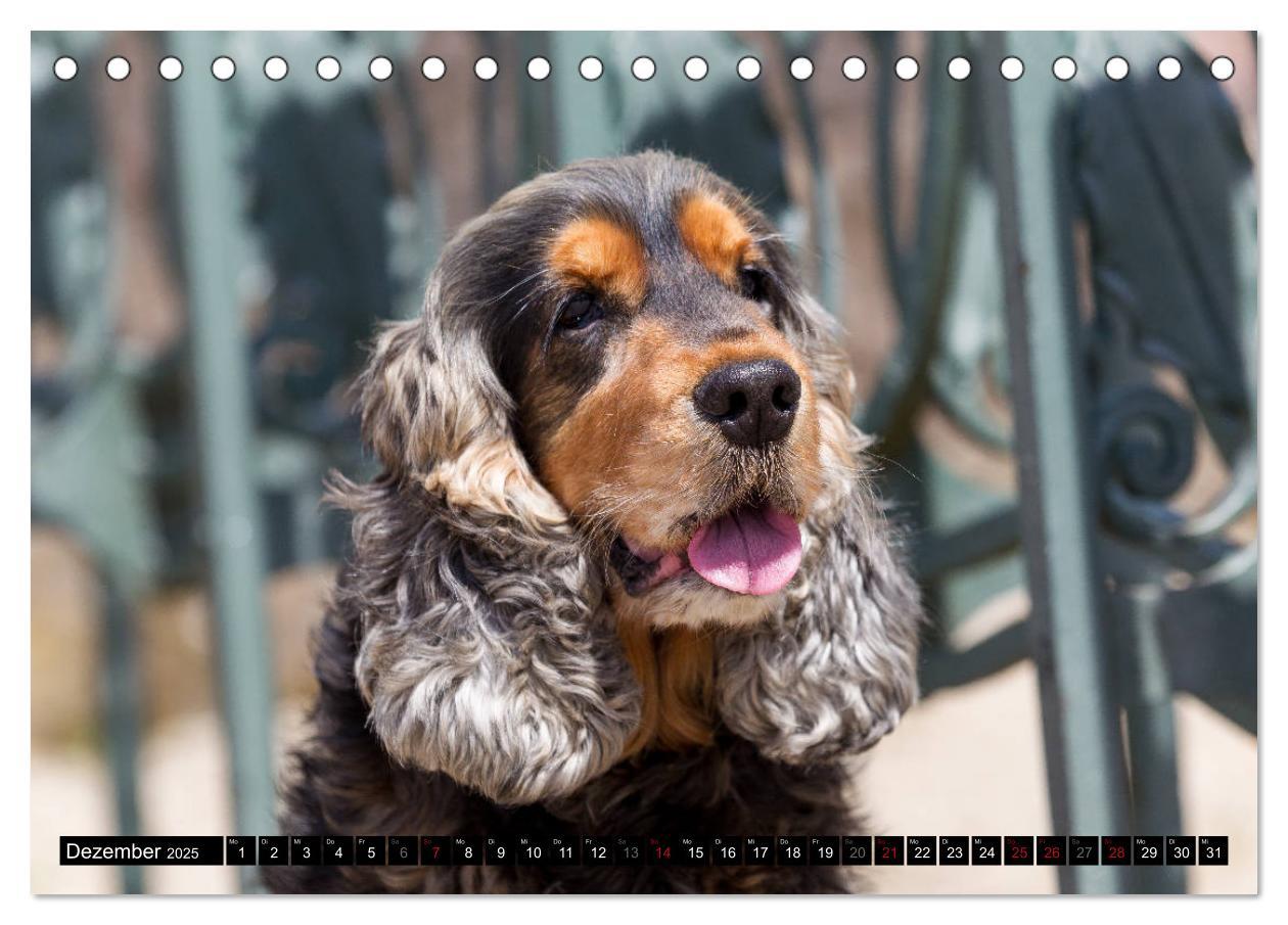 Bild: 9783435447312 | English Cocker Spaniel - Fröhliche Gesellen (Tischkalender 2025 DIN...