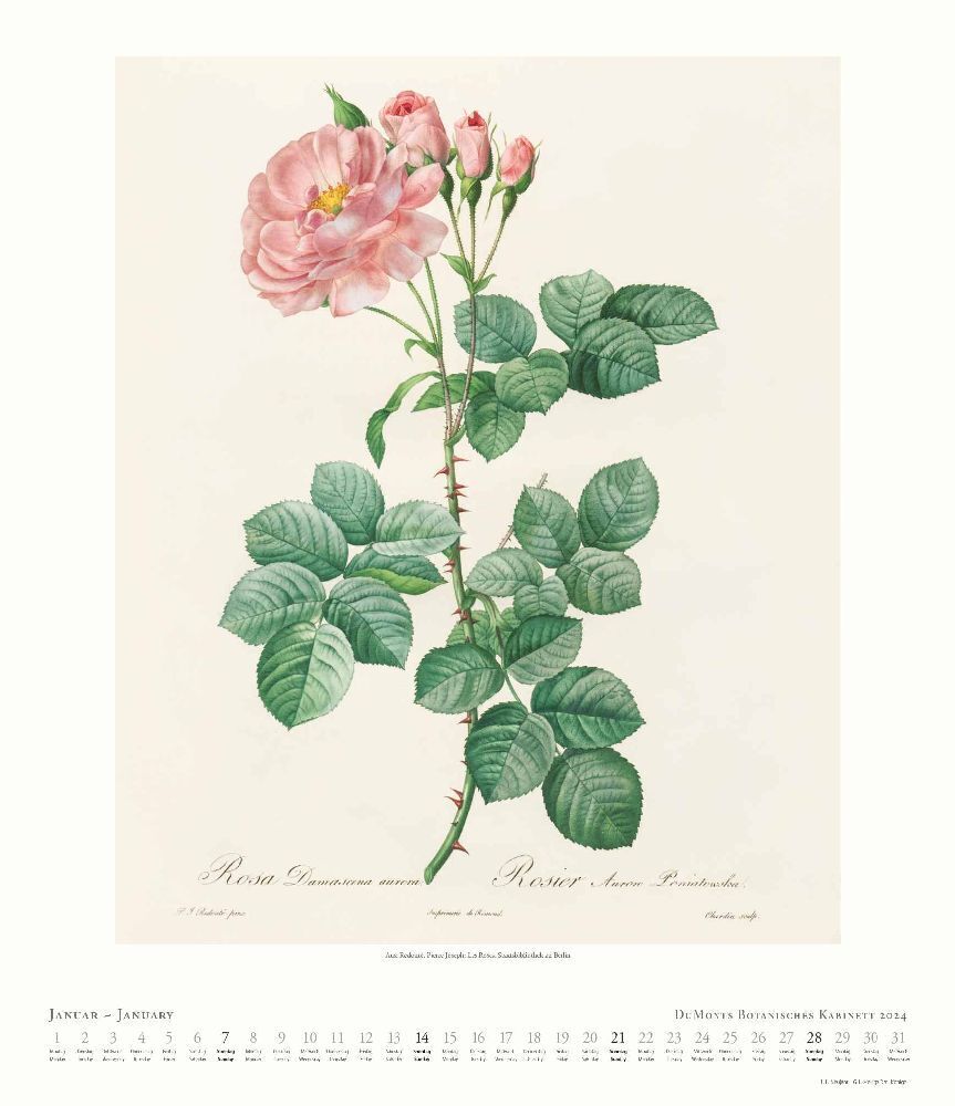 Bild: 4250809651378 | Kal. 2024 Botanisches Kabinett | DUMONT Kalender | Kalender | 30 S.
