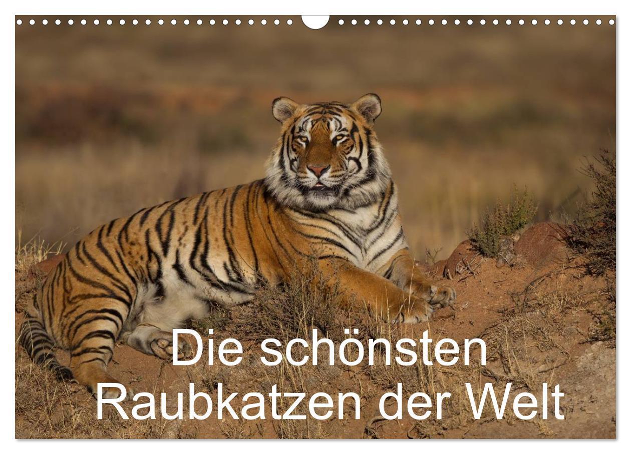 Cover: 9783383464508 | Die schönsten Raubkatzen der Welt (Wandkalender 2024 DIN A3 quer),...