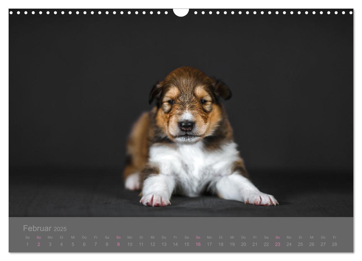 Bild: 9783435029860 | Collie Welpen einfach zuckersüß (Wandkalender 2025 DIN A3 quer),...