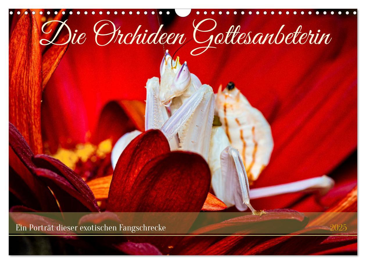 Cover: 9783457149959 | Die Orchideen Gottesanbeterin (Wandkalender 2025 DIN A3 quer),...