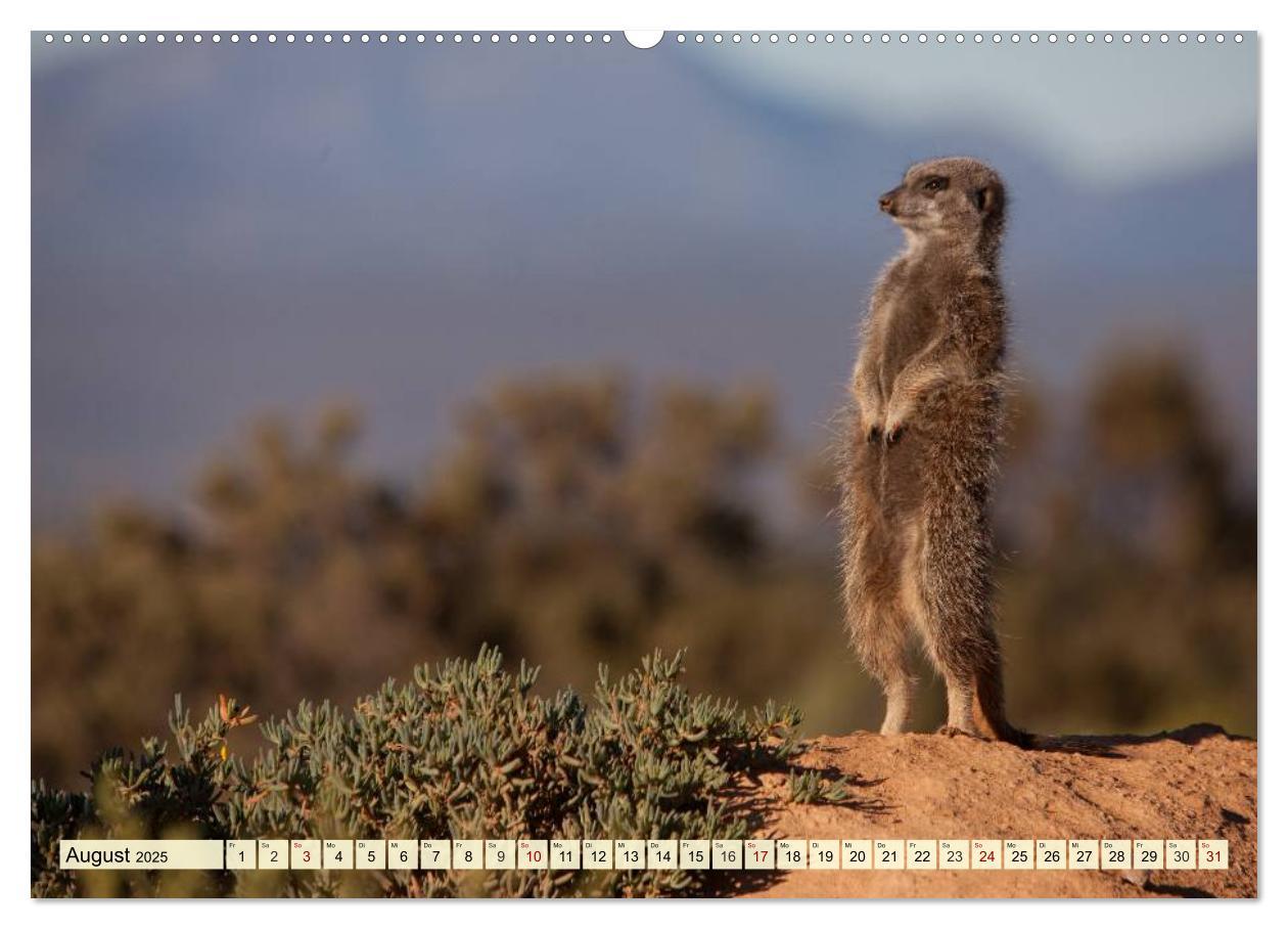 Bild: 9783435418640 | Afrika. Botswanas wundervolle Tierwelt (Wandkalender 2025 DIN A2...