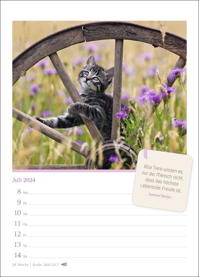 Bild: 9783840032004 | Katzenglück Wochenkalender 2024. Jede Woche eine süße Katze in dem...