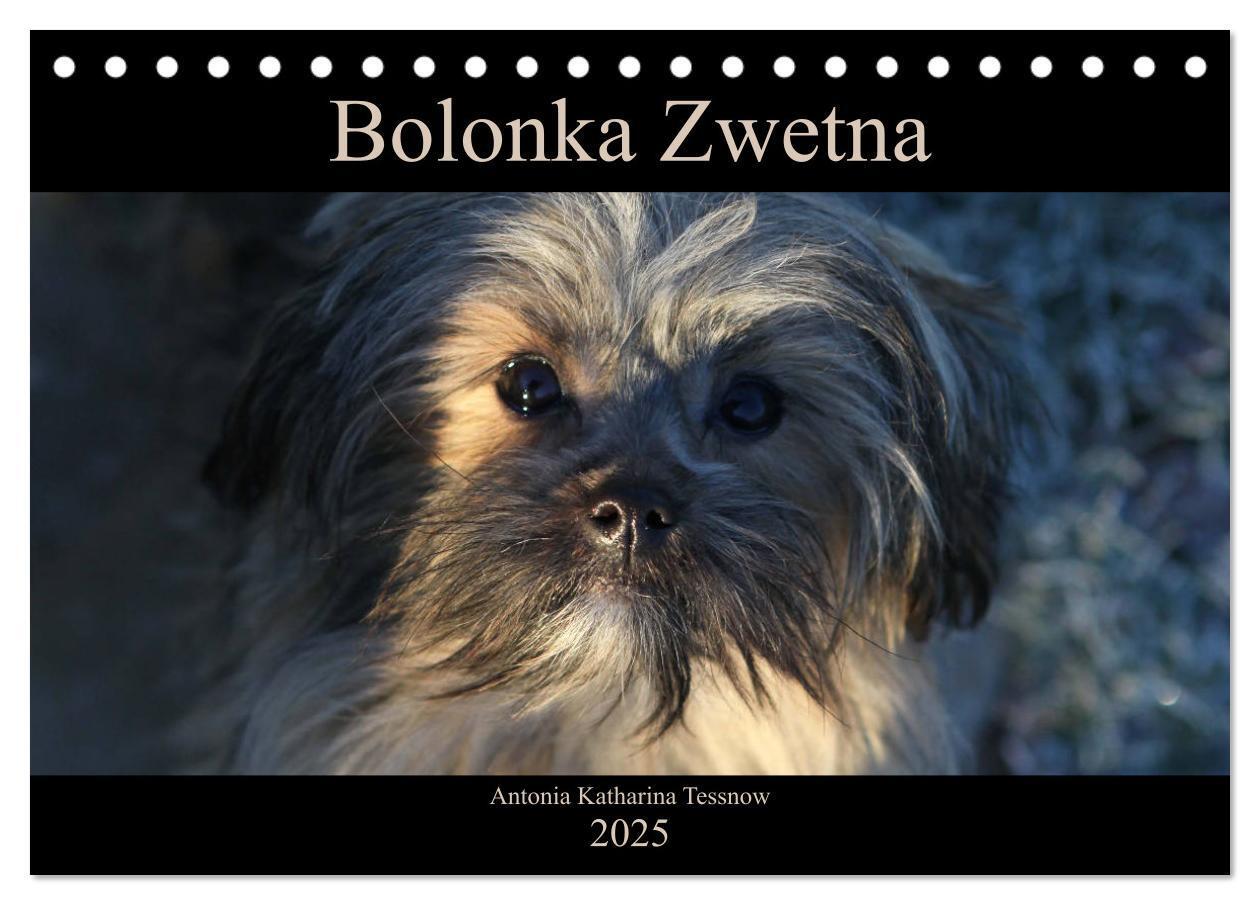 Cover: 9783435415571 | Bolonka Zwetna 2025 (Tischkalender 2025 DIN A5 quer), CALVENDO...