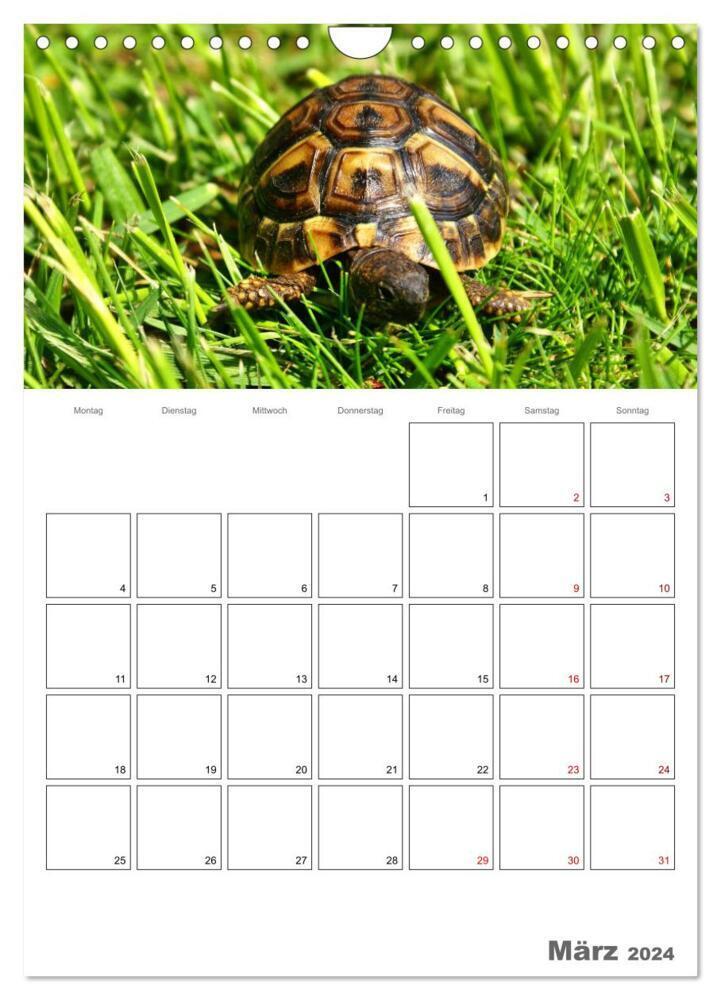 Bild: 9783383242717 | Langsame Schildkröten (Wandkalender 2024 DIN A4 hoch), CALVENDO...