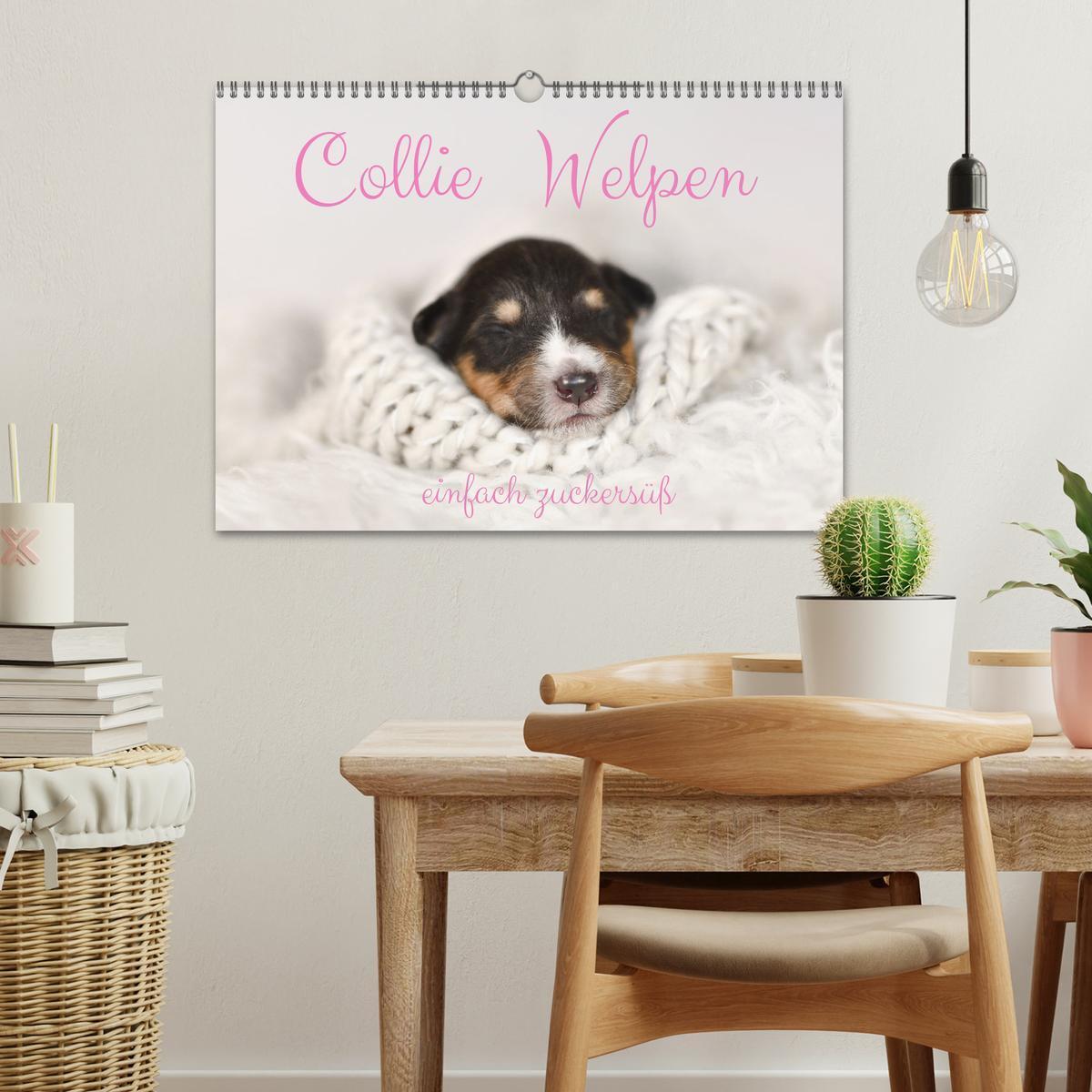 Bild: 9783435029860 | Collie Welpen einfach zuckersüß (Wandkalender 2025 DIN A3 quer),...