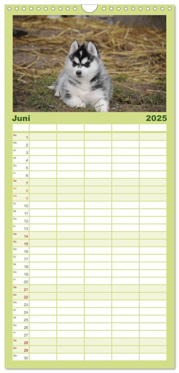 Bild: 9783457109922 | Familienplaner 2025 - Husky Welpen mit 5 Spalten (Wandkalender, 21...