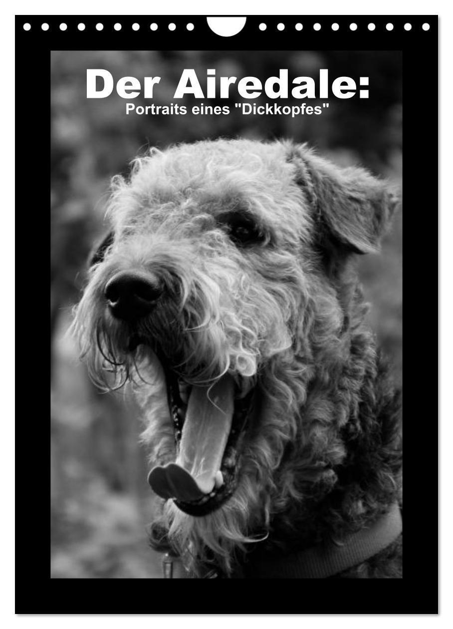 Cover: 9783457051344 | Der Airedale: Portraits eines "Dickkopfes" (Wandkalender 2025 DIN...