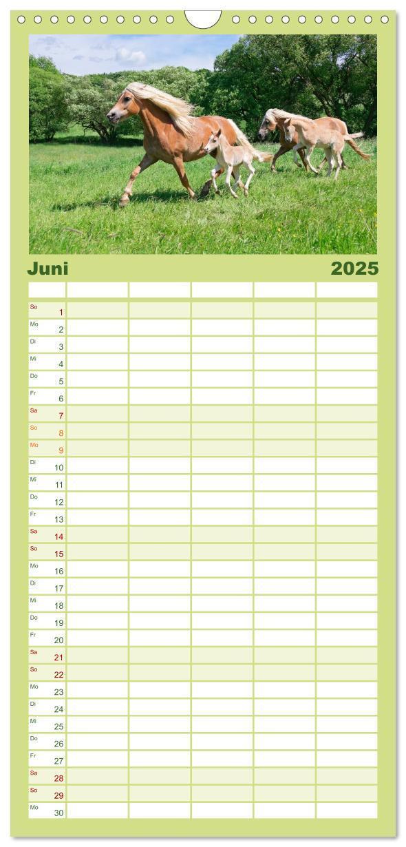 Bild: 9783457110775 | Familienplaner 2025 - Haflinger Fohlen mit 5 Spalten (Wandkalender,...