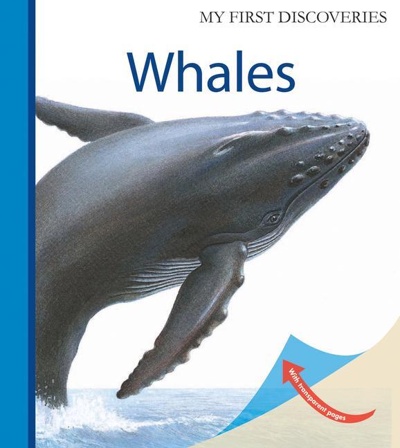 Cover: 9781851034253 | Whales | Claude Delafosse (u. a.) | Taschenbuch | Englisch | 2013