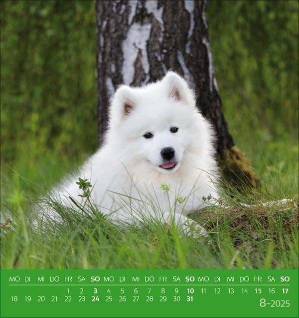 Bild: 9783731876717 | Hunde 2025 | aufstellbarer Postkartenkalender | Verlag Korsch | 13 S.