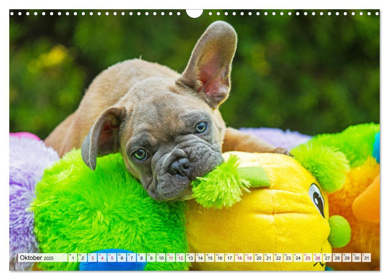 Bild: 9783457178058 | Kleine Helden - Französische Bulldoggen (Wandkalender 2025 DIN A3...