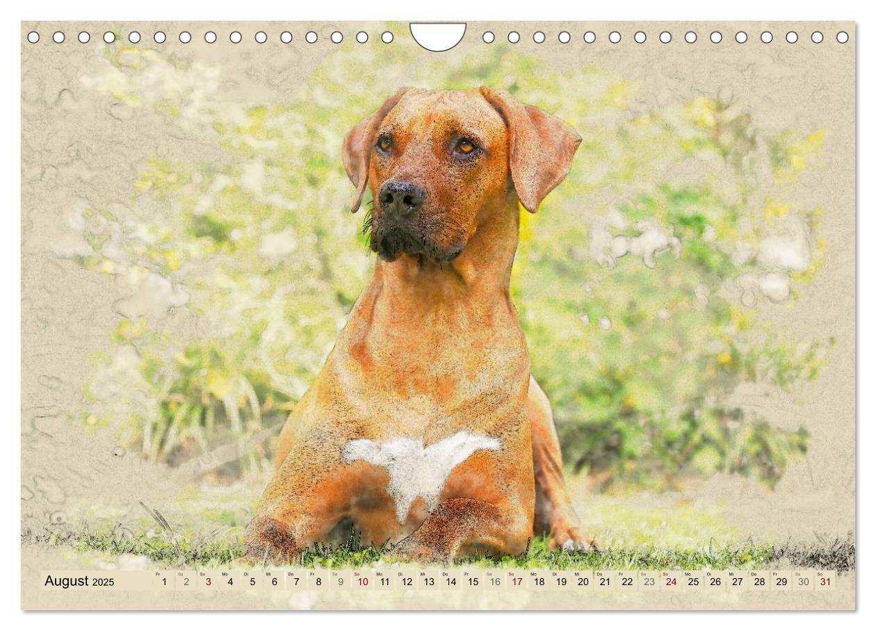 Bild: 9783435705627 | Rhodesian Ridgeback 2025 (Wandkalender 2025 DIN A4 quer), CALVENDO...