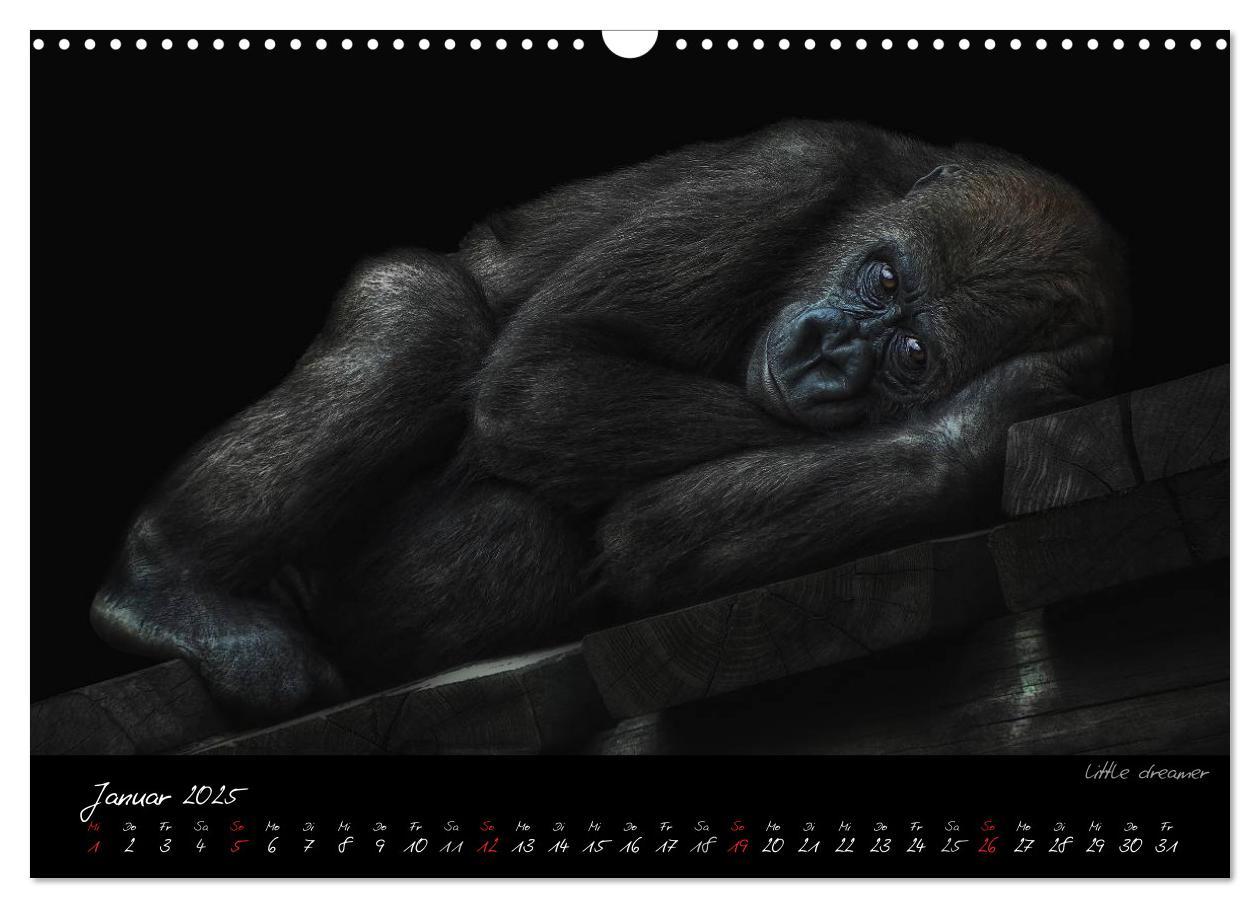 Bild: 9783435744725 | Gorilla (Wandkalender 2025 DIN A3 quer), CALVENDO Monatskalender