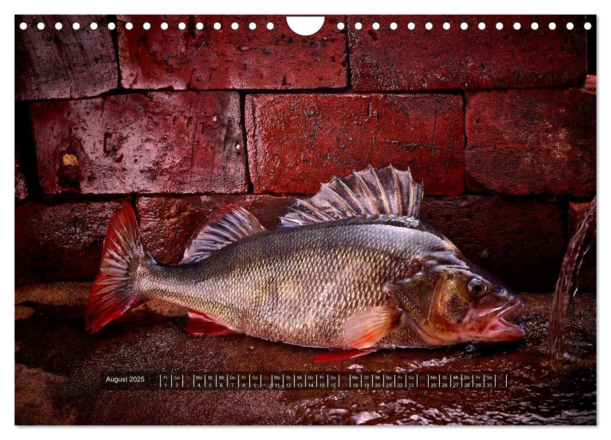 Bild: 9783435499090 | UNSER FISCH. SÜßWASSER. (Wandkalender 2025 DIN A4 quer), CALVENDO...