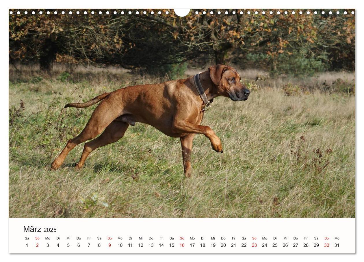 Bild: 9783435482351 | Rhodesian Ridgeback Schönheit aus Afrika (Wandkalender 2025 DIN A3...