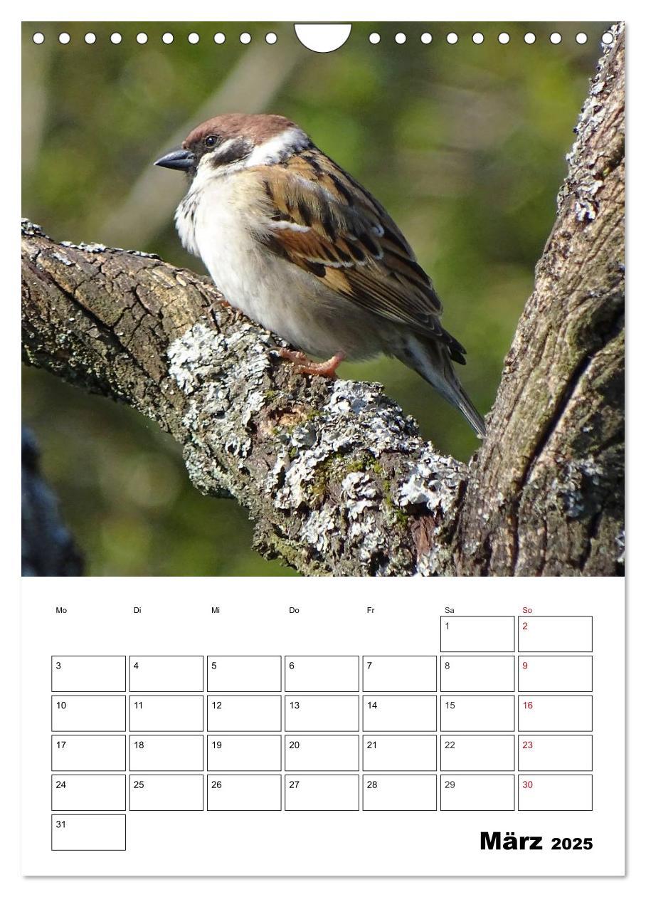 Bild: 9783457042380 | Amsel, Drossel, Fink und Star - beobachtet (Wandkalender 2025 DIN...