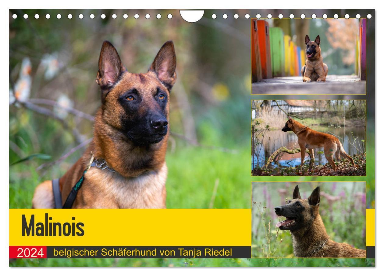 Cover: 9783675445864 | Malinois - belgischer Schäferhund (Wandkalender 2024 DIN A4 quer),...