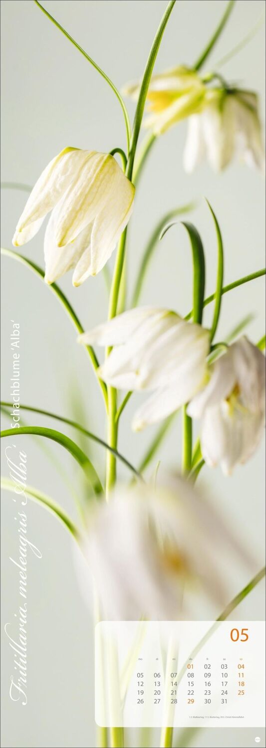 Bild: 9783756404612 | Magic Flowers Vertical Kalender 2025 | Sibylle Pietrek | Kalender