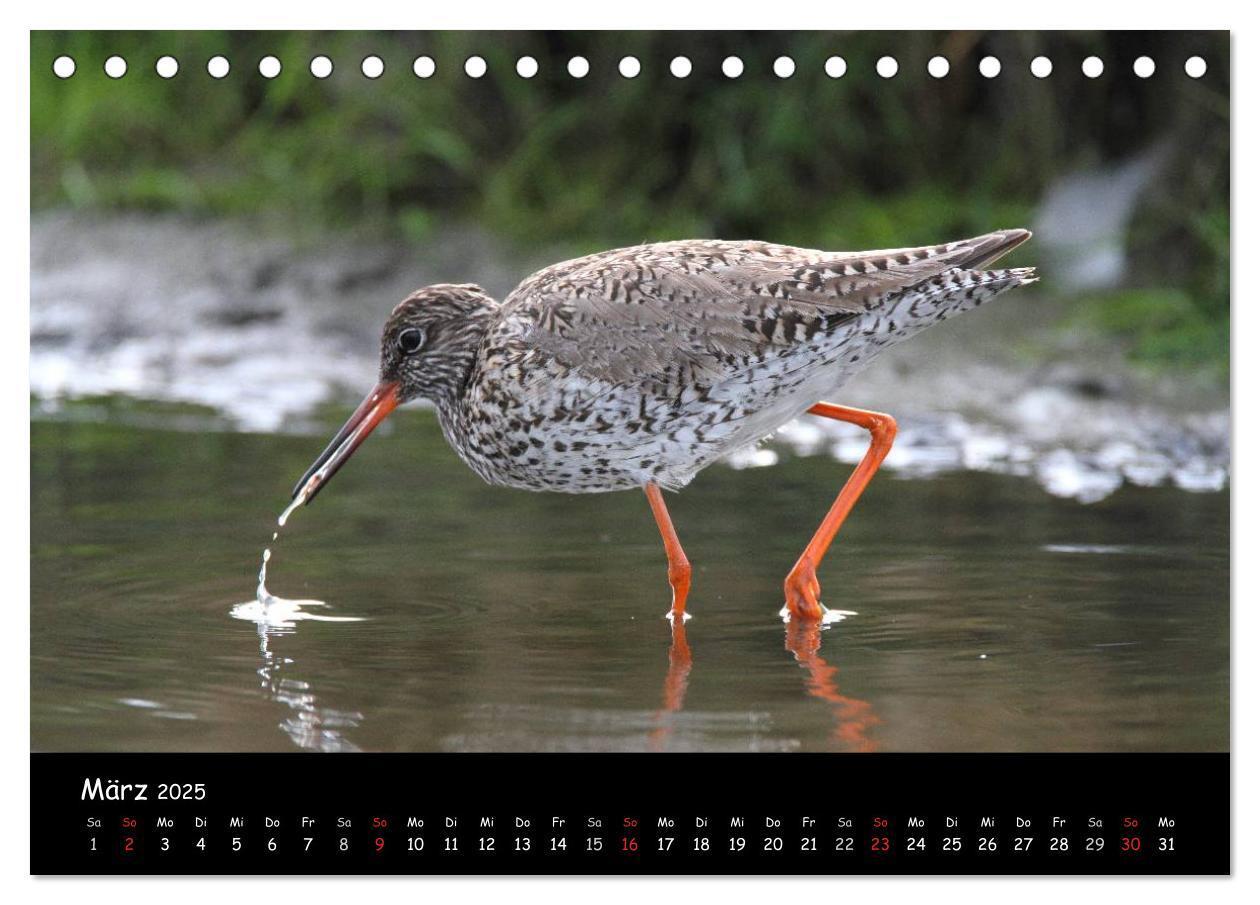 Bild: 9783435605958 | Vögel der Nordseeküste (Tischkalender 2025 DIN A5 quer), CALVENDO...