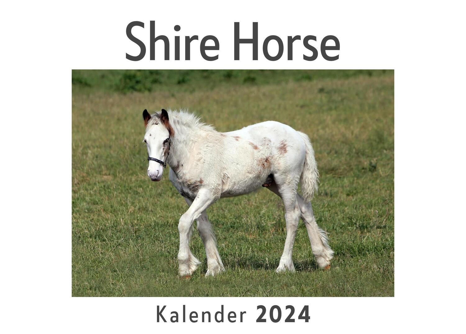 Cover: 9783750556751 | Shire Horse (Wandkalender 2024, Kalender DIN A4 quer,...