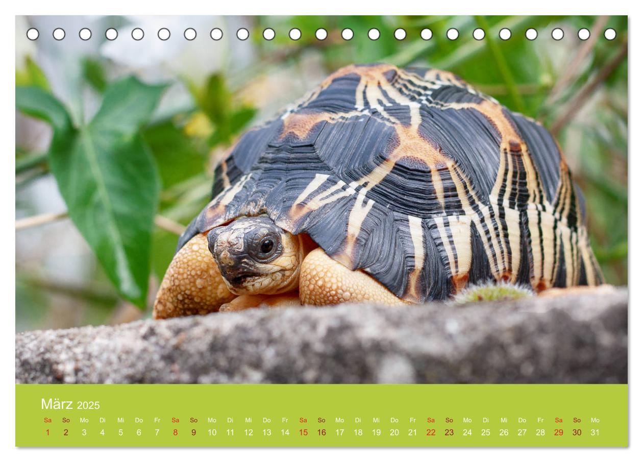 Bild: 9783435314430 | Meine Schildkröten (Tischkalender 2025 DIN A5 quer), CALVENDO...