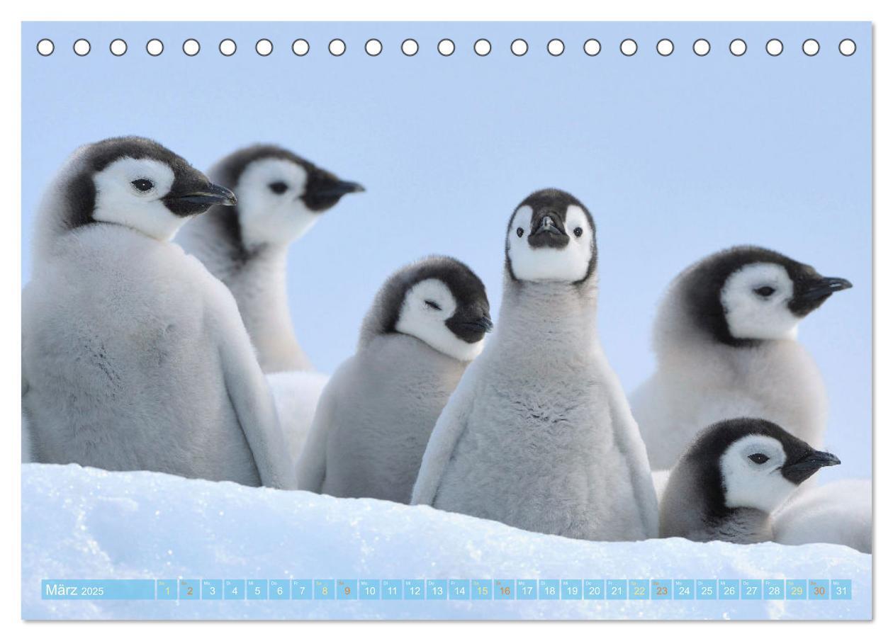 Bild: 9783457198018 | Pinguine: Gehupft wie gesprungen (Tischkalender 2025 DIN A5 quer),...