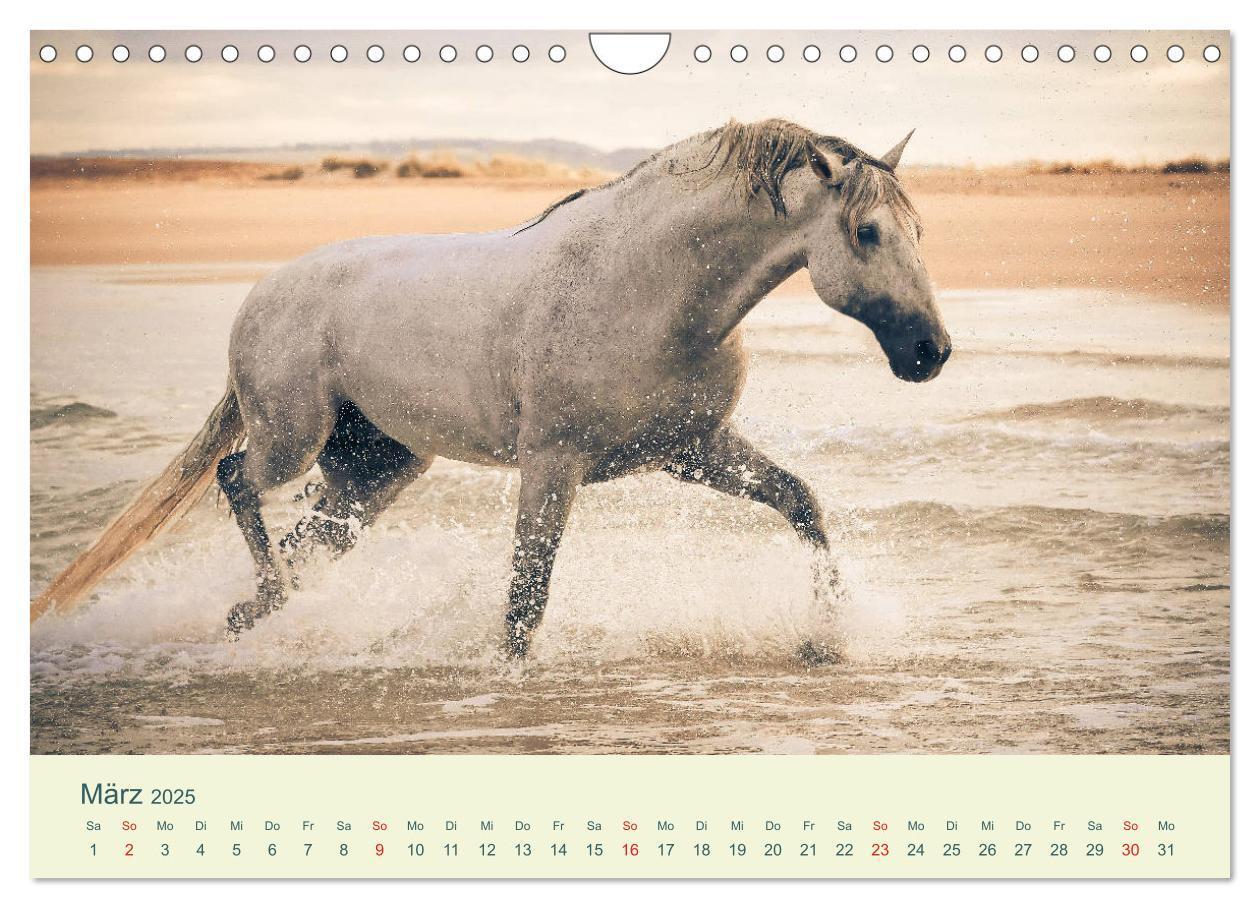 Bild: 9783435216062 | PFERDE &amp; MEER (Wandkalender 2025 DIN A4 quer), CALVENDO Monatskalender