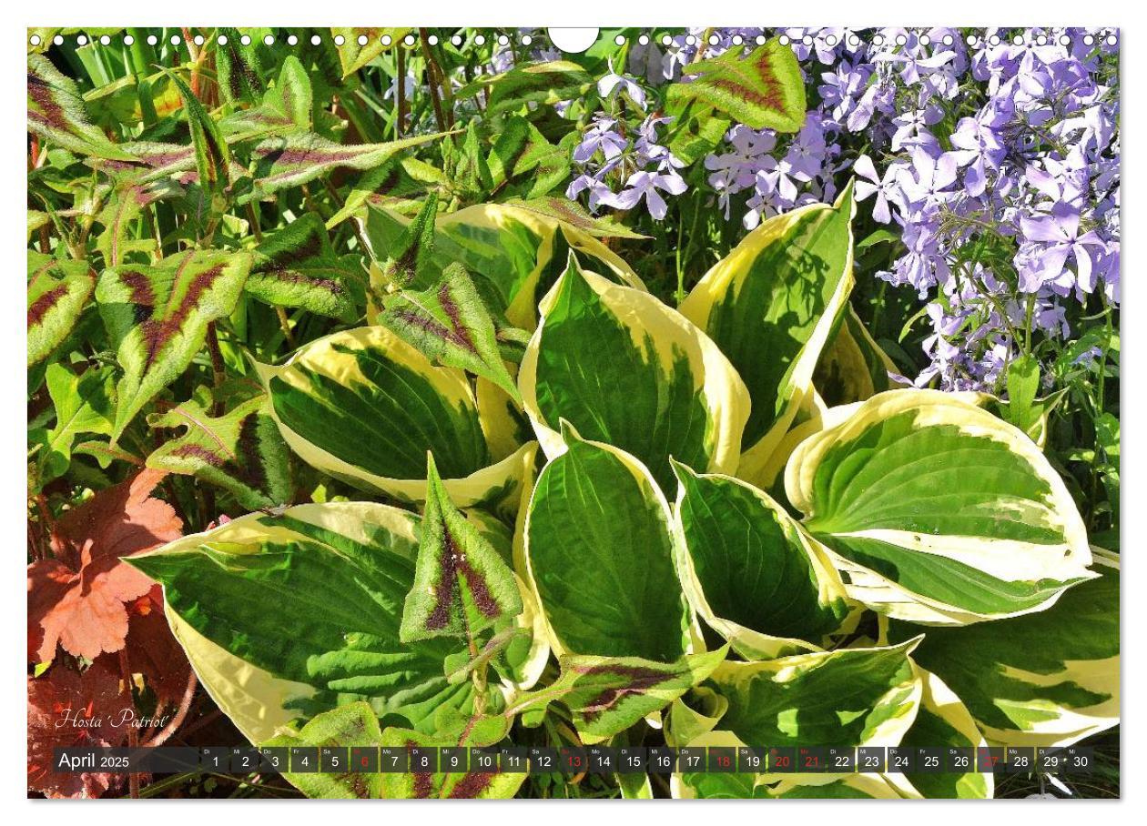 Bild: 9783435576388 | Hosta Staude mit Herz (Wandkalender 2025 DIN A3 quer), CALVENDO...