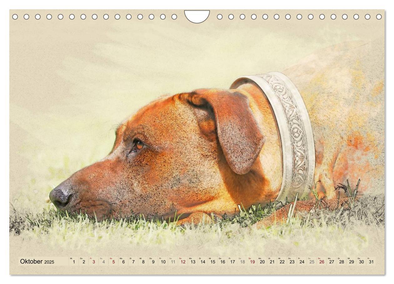 Bild: 9783435705627 | Rhodesian Ridgeback 2025 (Wandkalender 2025 DIN A4 quer), CALVENDO...