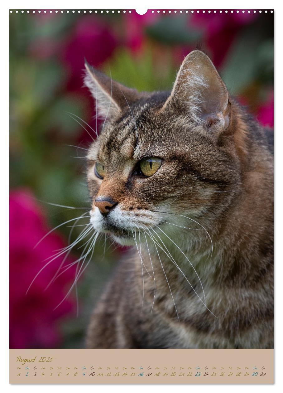 Bild: 9783435891245 | Plüschige Katzen im Garten (Wandkalender 2025 DIN A2 hoch),...