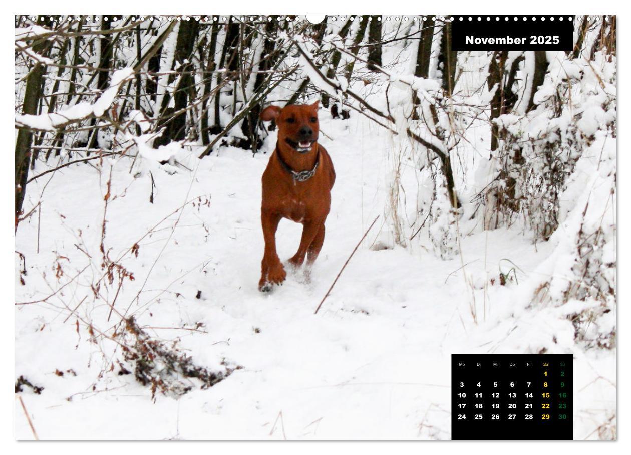 Bild: 9783383939075 | Rhodesian Ridgeback, Charmante Herzensbrecher (Wandkalender 2025...