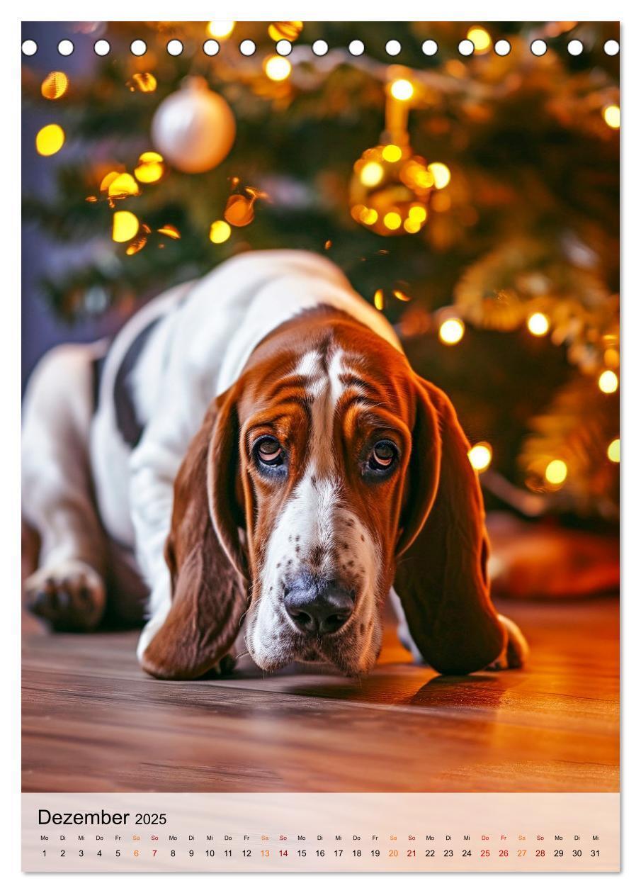 Bild: 9783383779923 | Basset Hound - freundlich und anhänglich (Tischkalender 2025 DIN A5...